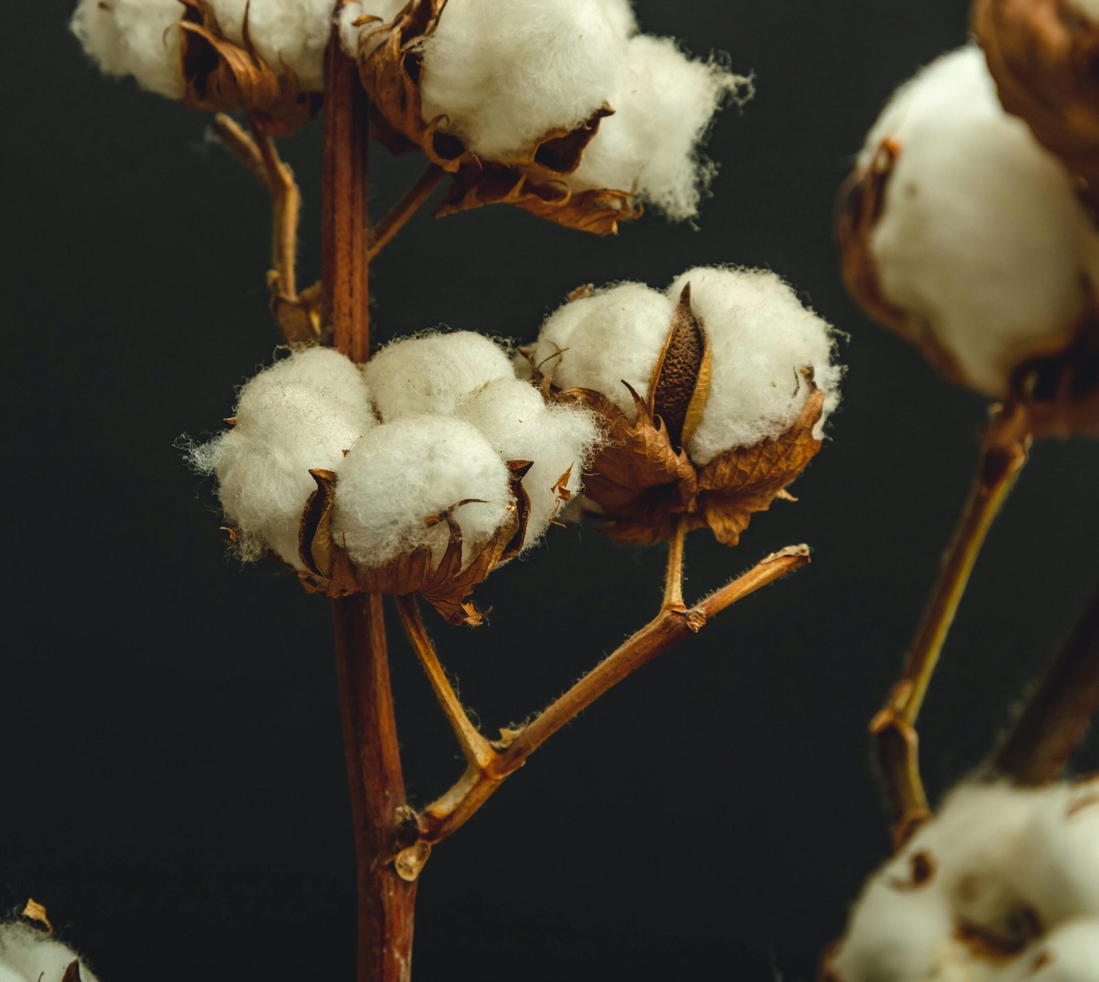 Biz Kimiz ? Detailed view of cotton bolls on a branch against a dark background.